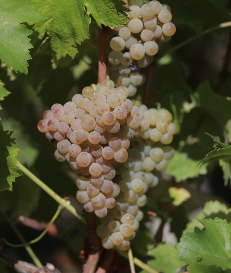 Willa Quinta De Beiredos Santa Cruz do Douro Zewnętrze zdjęcie